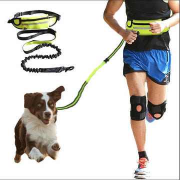Hands-Free Dog Leash with Shock-Absorbing Bungee Belt