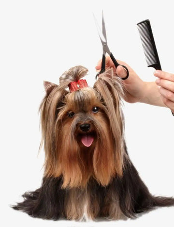 Hair Brushes
